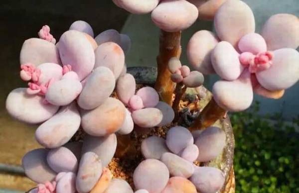 教你桃之卵和桃美人怎么区别怎么养怎么浇水