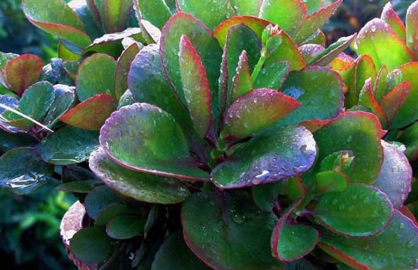 教你厚脸皮是什么植物怎么养怎么浇水