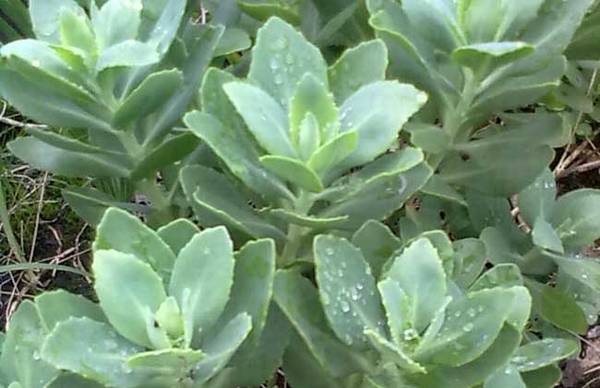 教你厚脸皮是什么植物怎么养怎么浇水