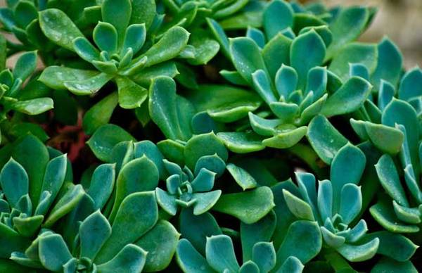 教你厚脸皮是什么植物怎么养怎么浇水