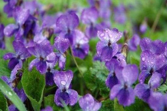 紫罗兰品种大全_如何养好紫罗兰品种大全的养殖方法和技巧