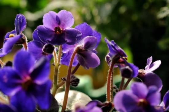 紫罗兰品种大全_如何养好紫罗兰品种大全的养殖方法和技巧