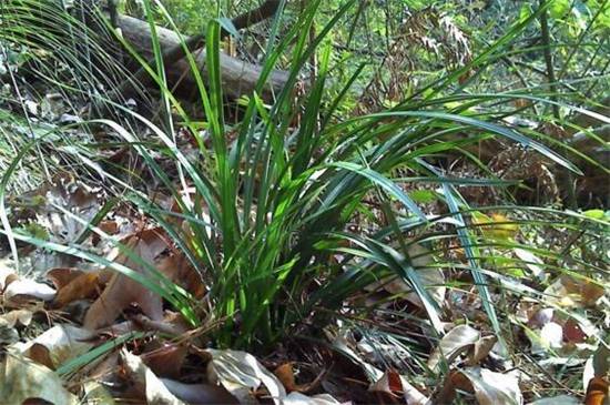 珍稀野生兰花的识别区分方法_如何养好珍稀野生兰花的识别区分方