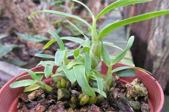 石斛兰十大常见品种介绍_如何养好石斛兰十大常见品种介绍的养殖