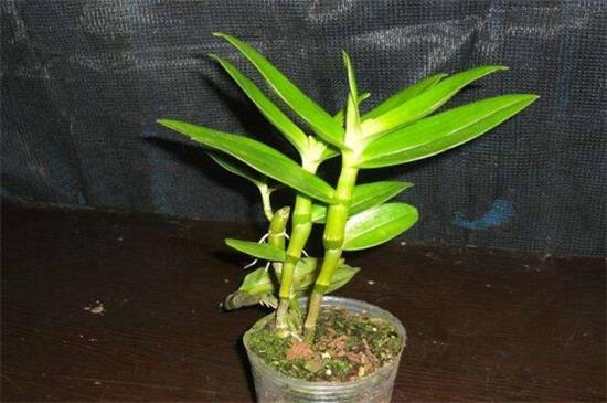 石斛兰十大常见品种介绍_如何养好石斛兰十大常见品种介绍的养殖