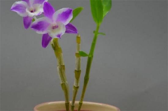 石斛兰十大常见品种介绍_如何养好石斛兰十大常见品种介绍的养殖