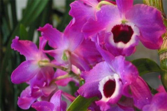 石斛兰十大常见品种介绍_如何养好石斛兰十大常见品种介绍的养殖