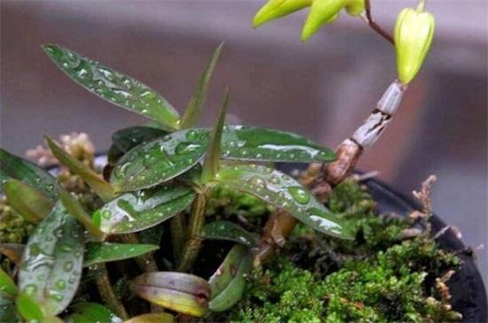 石斛兰十大常见品种介绍_如何养好石斛兰十大常见品种介绍的养殖