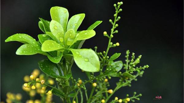 米兰花_如何养好米兰花的养殖方法和技巧