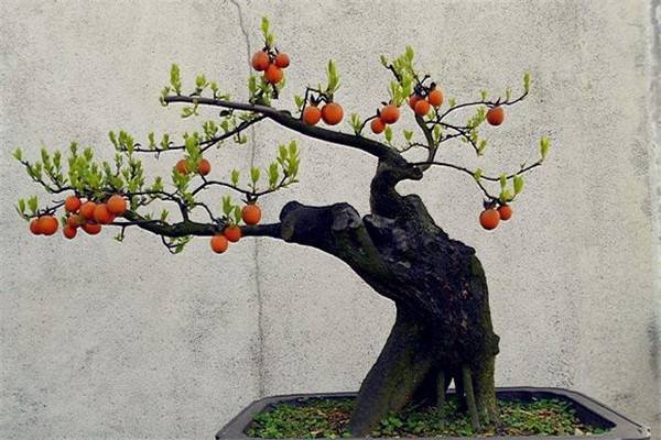 金弹子_如何养好金弹子的养殖方法和技巧