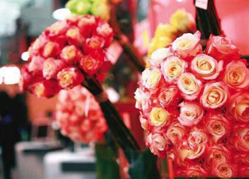 厄瓜多尔玫瑰品种大全_如何养好厄瓜多尔玫瑰品种大全的养殖方法