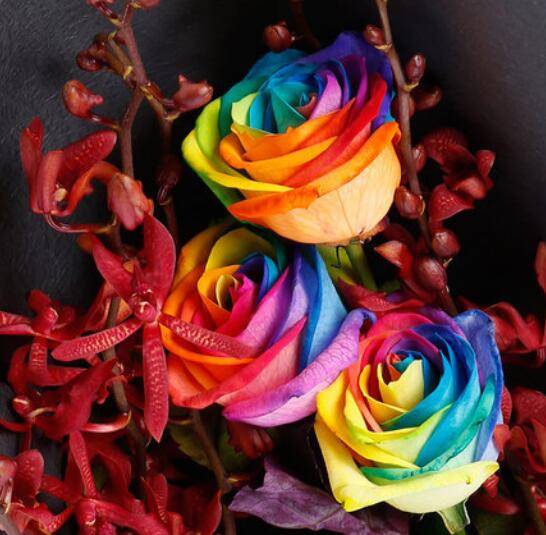 厄瓜多尔玫瑰品种大全_如何养好厄瓜多尔玫瑰品种大全的养殖方法