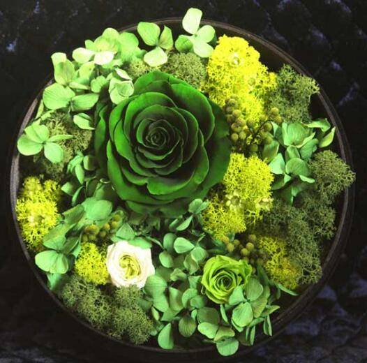 厄瓜多尔玫瑰品种大全_如何养好厄瓜多尔玫瑰品种大全的养殖方法