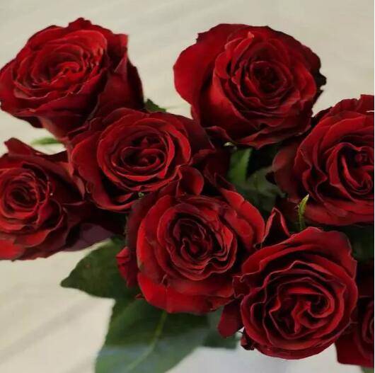 厄瓜多尔玫瑰品种大全_如何养好厄瓜多尔玫瑰品种大全的养殖方法