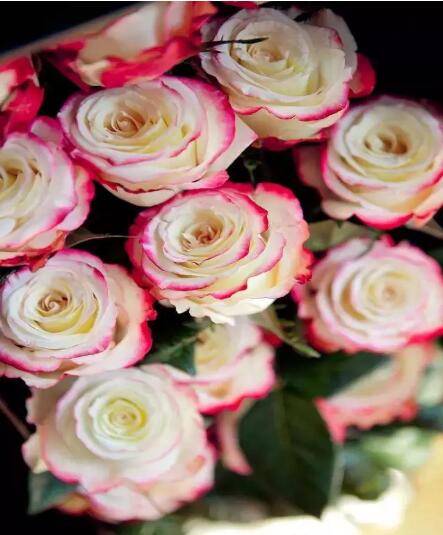 厄瓜多尔玫瑰品种大全_如何养好厄瓜多尔玫瑰品种大全的养殖方法