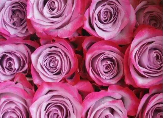 厄瓜多尔玫瑰品种大全_如何养好厄瓜多尔玫瑰品种大全的养殖方法