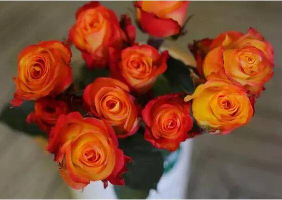 厄瓜多尔玫瑰品种大全_如何养好厄瓜多尔玫瑰品种大全的养殖方法