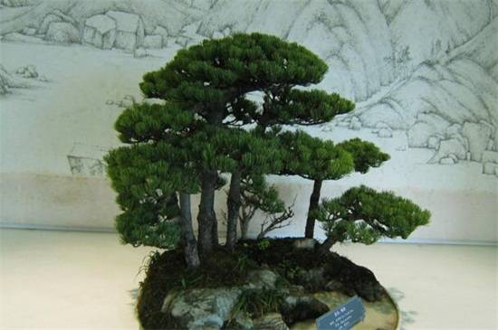 盘点中国十大松树种类,看中国松树有哪些_如何养好盘点中国十大