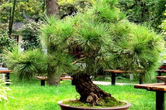 盘点中国十大松树种类,看中国松树有哪些_如何养好盘点中国十大
