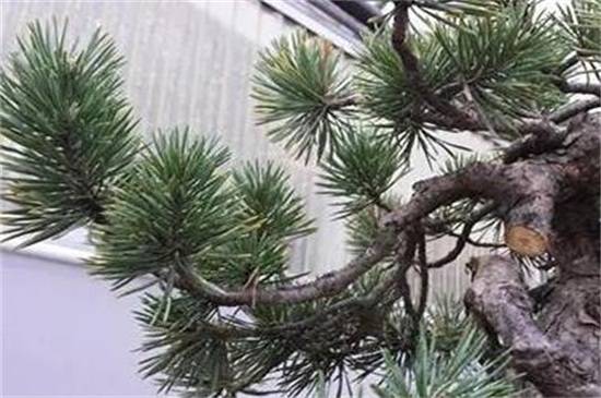 盘点中国十大松树种类,看中国松树有哪些_如何养好盘点中国十大