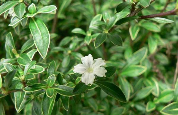 六月雪品种图片大全_如何养好六月雪品种图片大全的养殖方法和技