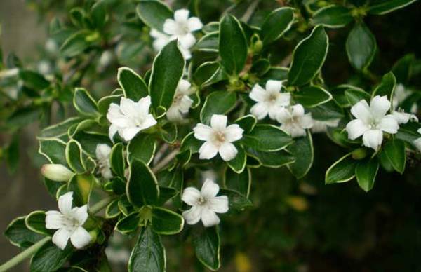 六月雪品种图片大全_如何养好六月雪品种图片大全的养殖方法和技