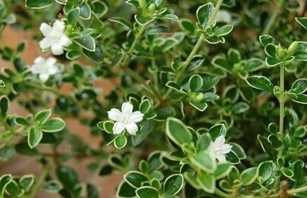 六月雪品种图片大全_如何养好六月雪品种图片大全的养殖方法和技