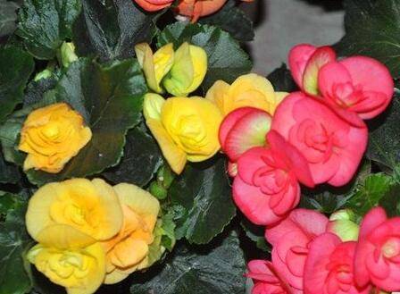 四季海棠开花好建议用这些花肥