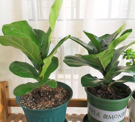 琴叶榕快速长高的养护技巧