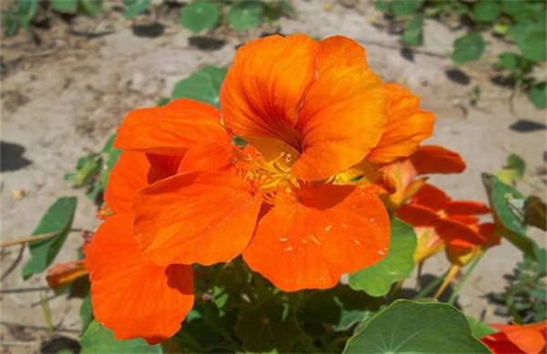 旱金莲好不好养 养殖方法和注意事项