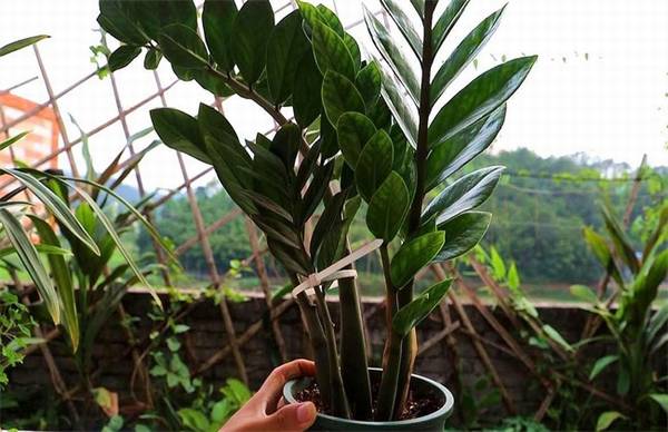 金钱树春季的养护方法