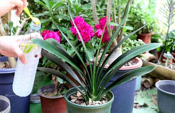 君子兰春季施肥误区及正确方法