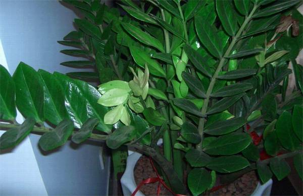 金钱树春季的养护方法