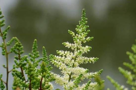 新娘专用花:络新妇花怎么种养