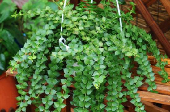 百万心吊兰怎么养得茂盛油绿