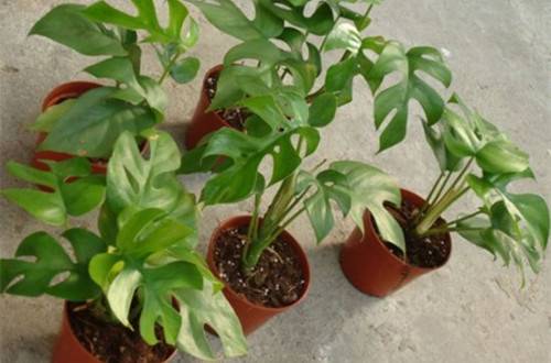 1537452486374677.jpg 让龟背竹壮实起来的养护方法