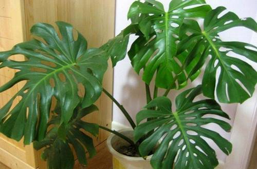 1537452475492842.jpg 让龟背竹壮实起来的养护方法