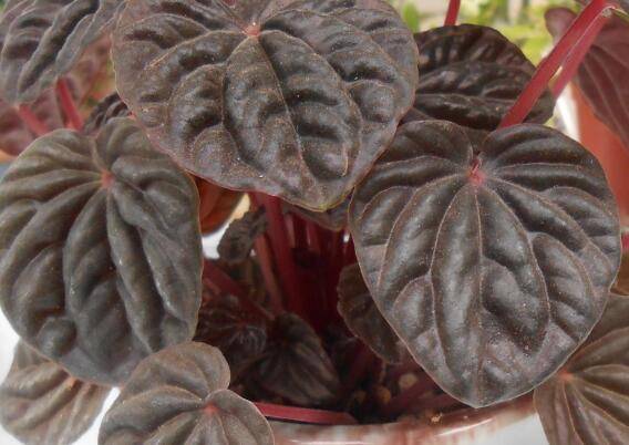 皱叶椒草的养殖方法