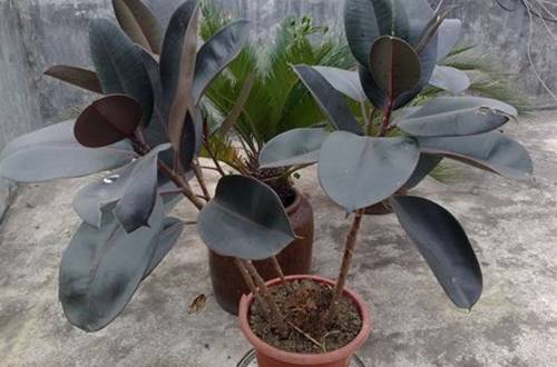 1505115187140795.jpg 橡皮树刻芽怎么弄 橡皮树刻芽方法图解