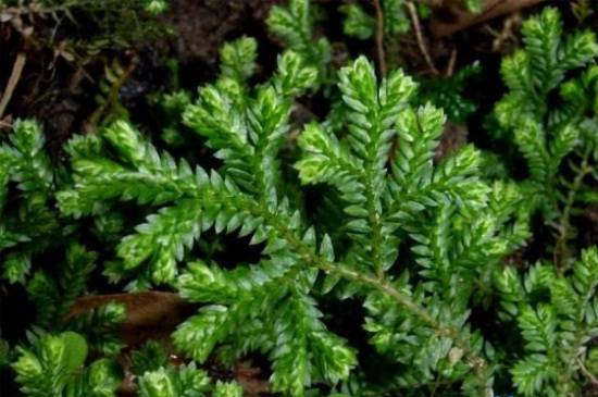 小翠云的养护技巧