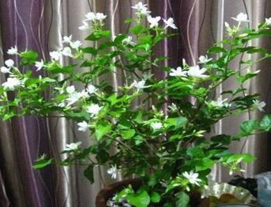 让茉莉多开花的养护方法