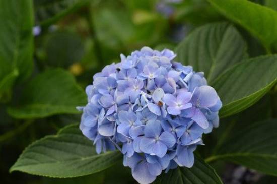 绣球花开败后的修剪方法