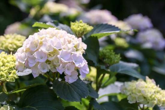 绣球花开败后的修剪方法