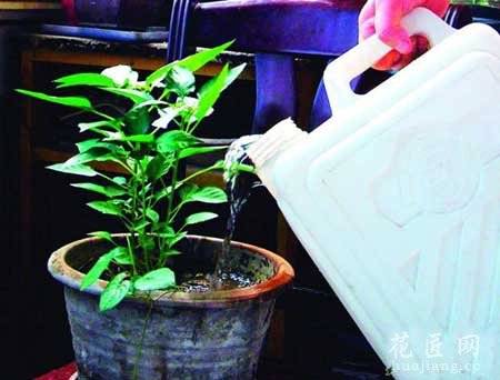 养花浇水最佳时间 晚上可以给花浇水吗