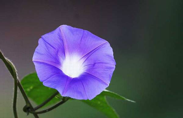 盆栽牵牛花怎么养殖