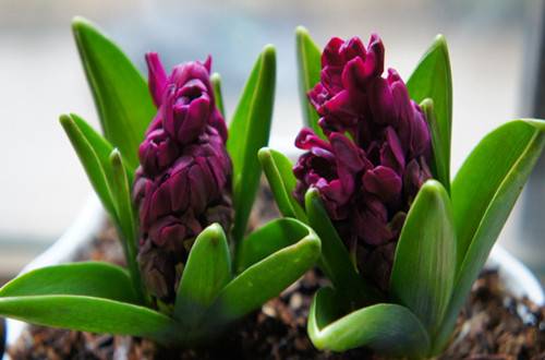 1447730934112386.jpg 风信子发霉了怎么办