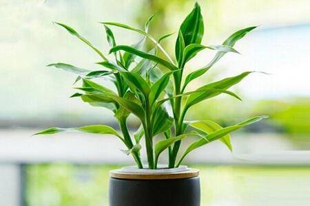 富贵竹怎么养不黄叶?资深花友分享3个妙招