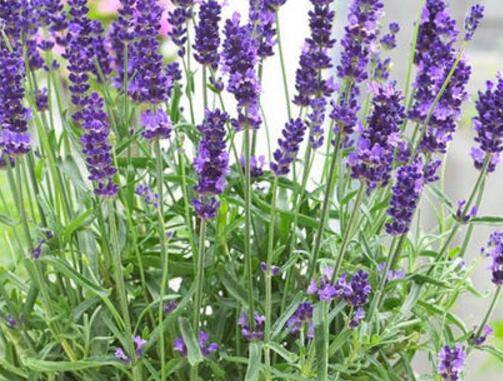 盆栽薰衣草的家养方法
