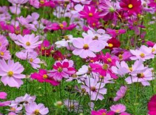 波斯菊怎么浇水