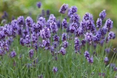盆栽薰衣草的家养方法